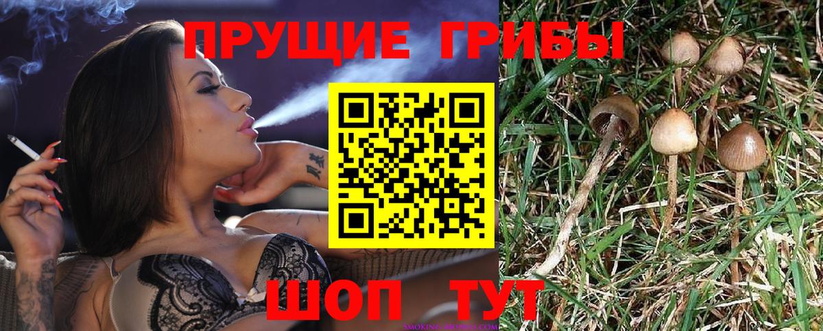 Псилоцибиновые грибы GOLDEN TEACHER  Вход с VPN  как найти закладки  Чернушка 